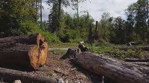 Professional Tree Care in South Ogden, UT