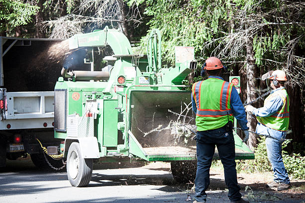 Best Tree Preservation Services  in Soh Ogden, UT